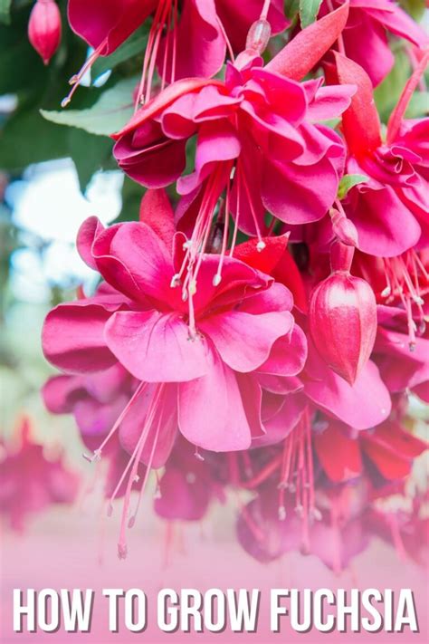How To Grow And Care For Fuchsia Plants