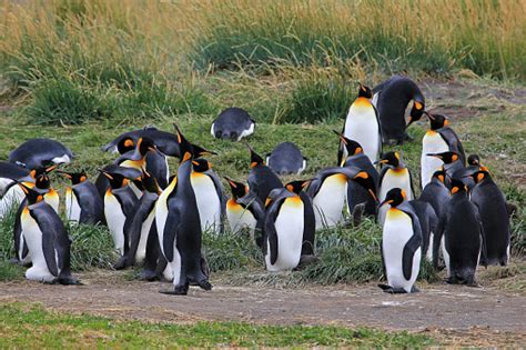 Pingüinos Rey Que Viven Salvajes En El Parque Pinguino Rey Patagonia