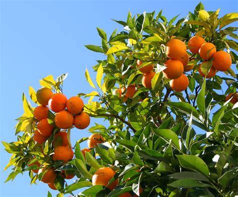 Orange Tree Free Photo Download Freeimages