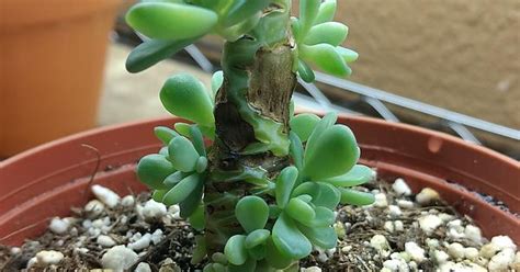 Funky Echeveria Album On Imgur