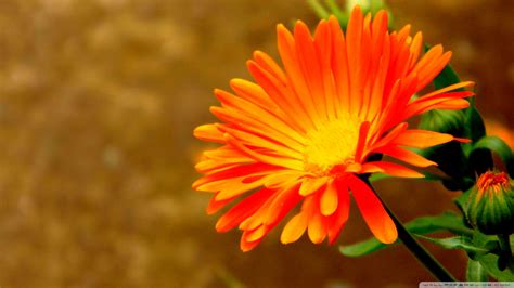 Orange Flowers Wallpaper 1920x1080 51745