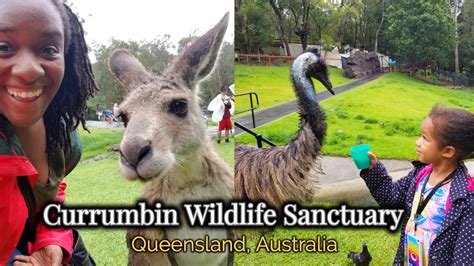 Maybe you would like to learn more about one of these? Roo's Top Picks: Currumbin Wildlife Sanctuary - Tribe on a ...