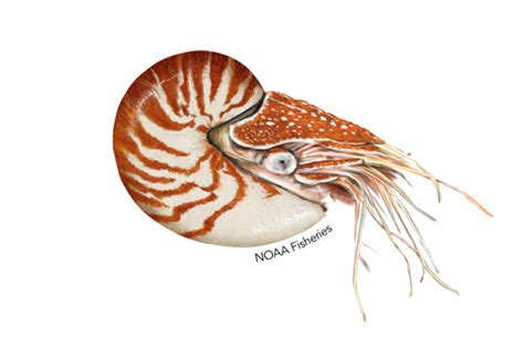Chambered Nautilus Noaa Fisheries