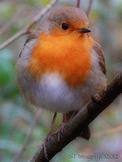 So Beautiful Is The Robin Redbreast Pretty Birds Beautiful Birds