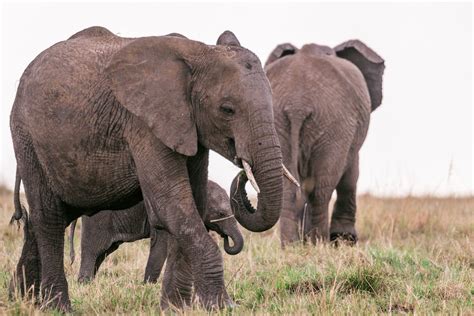 Elephants Walking On Grassy Field In Nature · Free Stock Photo