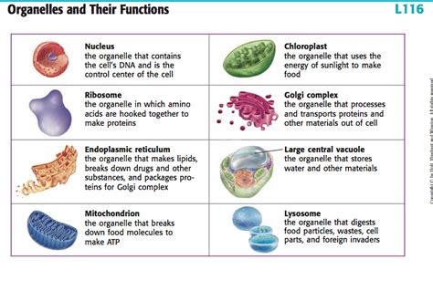 Pin By Brianna Ritchie On Nurse Life Biology Notes Organelles