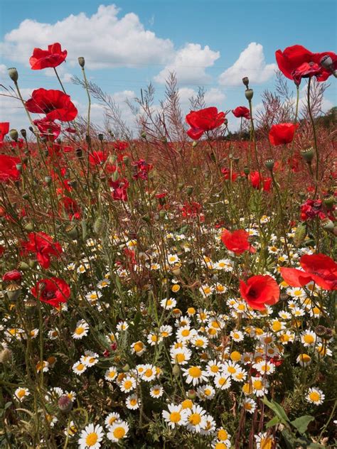 Field Wild Flowers Poppies Against A Cloudy Sky Stock Photo Image Of