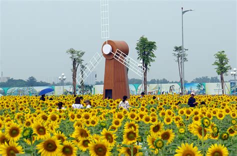 Đẹp Ngỡ Ngàng Cánh đồng Hoa Hướng Dương ở Tp Hồ Chí Minh Baotintucvn