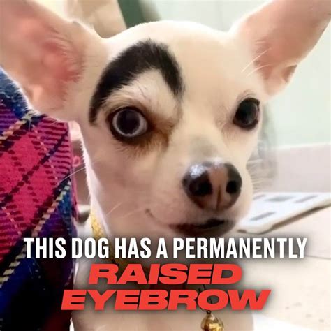 Dog Has Permanently Raised Eyebrow Lucky The Chihuahua Has Been