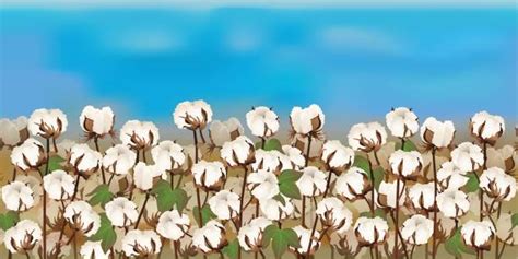 Cotton Fields Illustrations Illustrations Royalty Free Vector Graphics