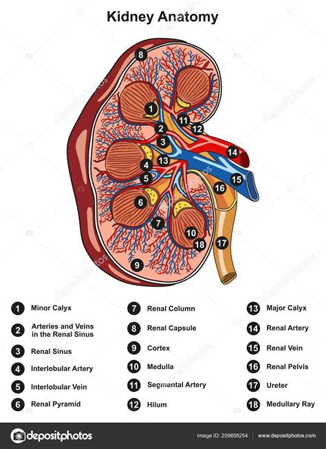 Hormones such as antidiuretic hormone adh aldosterone and atrial natriuretic peptide anp regulate kidney function. Kidney Diagram Labeled - Human Anatomy