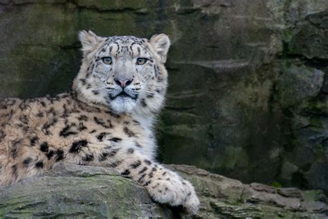 Snow Leopard Snow Leopard At Marwell Zoo Steven Roberts Flickr