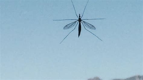 No Need To Panic Over Giant Mosquito Like Bugs Spotted Across Tucson