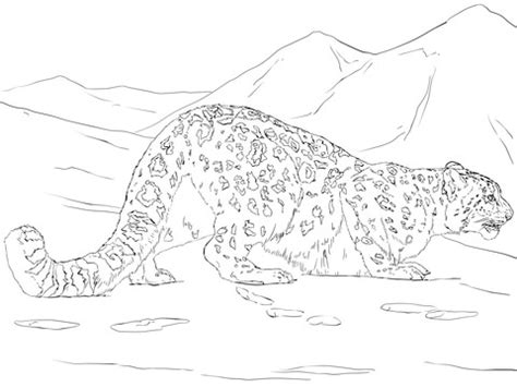 Their paws act as snowshoes in the snow. Snow Leopard Hunting coloring page | Free Printable ...