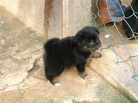 Get puppies for free near me, puppies for adoption near me, give a home to this puppies. Cute mixed puppies for sale Very Cheap FOR SALE ADOPTION ...