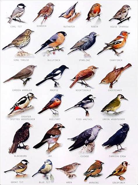 birds how to identify birds