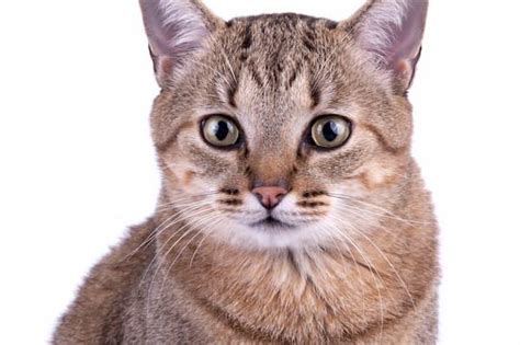 Brazilian Shorthair Katze Charakter Und Haltung Marktch