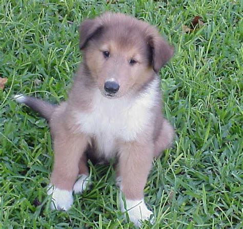 These sweet puppies are some of the most beautiful puppies you've ever seen! Collie Puppies for sale in Florida
