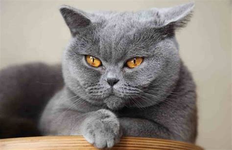 British Shorthair Cat Origin Care And Health Catsfud