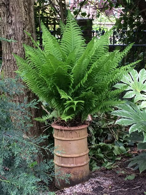 Simple Fern In Terracotta Chimney Pot Shade Garden Plants Garden