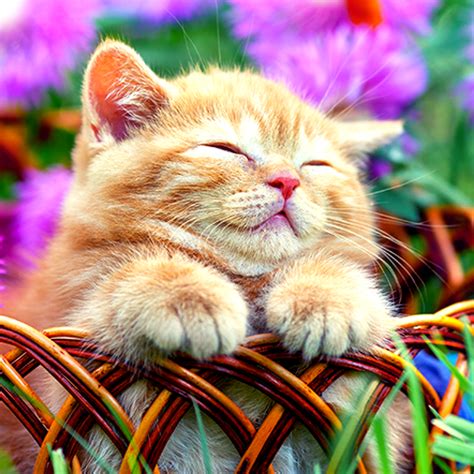 Скачать wallpaper kucing lucu 3d apk 1.0 для андроид. Wallpaper Kucing Keren 3d - Gambar Binatang lucu