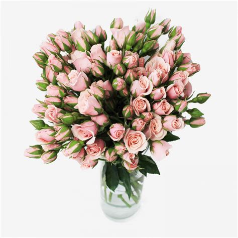 Majolika Light Pink Spray Rose Flower Bouquet 30 Stems