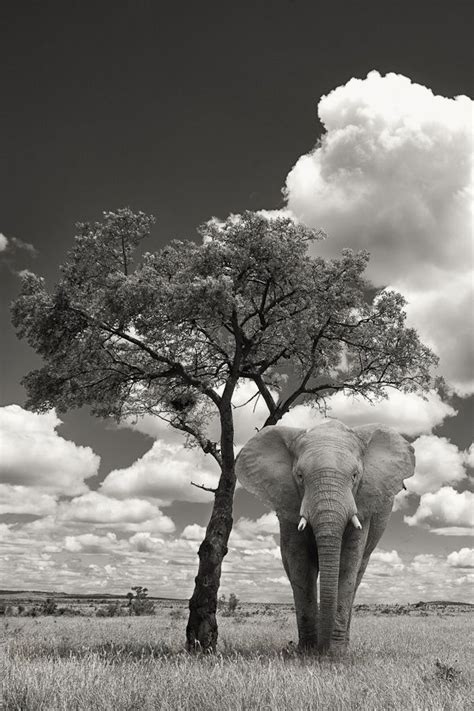 Photograph Elephant Under A Tree By Mario Moreno On 500px Fotografia