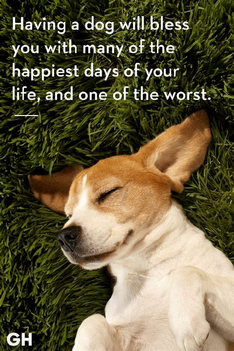 50 Dog Quotes That Every Animal Lover Will Relate To Best Dog Quotes