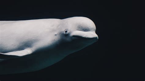 Cook Inlet Beluga Whales Alaska Wildlife Alliance Awa