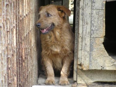 Jetzt auf quoka.de selbst kostenlos inserieren oder mischling erwachsen für diesen hund leisten wir vermittlungshilfe. Mischlinge Kleinanzeigen | Mischlinge Annoncen ...