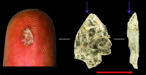 Ancient Humans Miniaturized Tools And Weapons Starting 26 Million