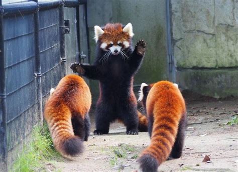Its Everyones Favorite Day Red Panda Monday Baby Animals Cute