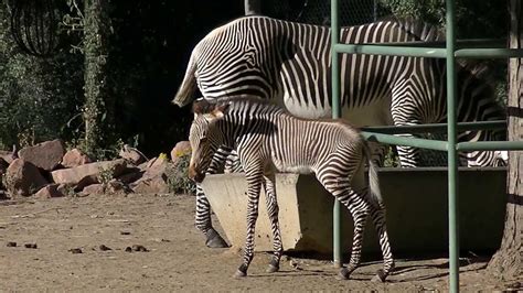Cute Newborn Baby Zebra Denver Zoo Youtube