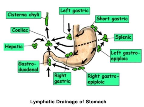 Lymphatic Drainage Stomach Human Anatomy Stomach Nodes