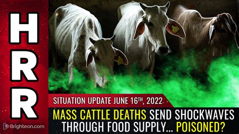 Mass Cattle Deaths Send Shockwaves Through Food Supply As Speculation