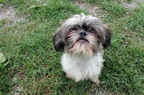 Adult Female Dog Shih Tzu Chelsea For Sale In St Catharines