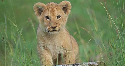Lion Cub Fact 17404