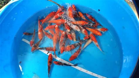 Awesome gosanke koi fish for sale #koi #koifish #gosanke | Fish for