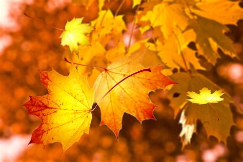 Free Images Autumn Leaves Nature Maple Leaf Yellow Deciduous