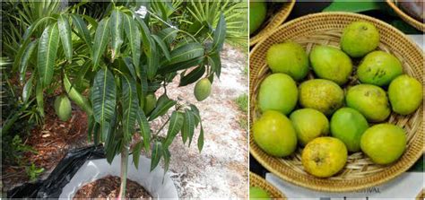How To Plant And Grow Container Mango Tree