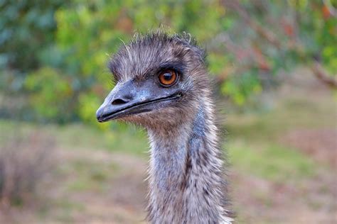 Free Photo Emu Australia Bird Fly Feather Free Image On Pixabay