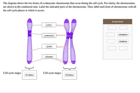 Solved The Diagram Shows The Two Forms Of A Eukaryotic Chromosome That