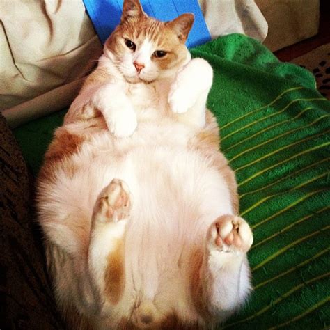 30 Of The Fattest Cats On The Internet Gallery Ebaums World