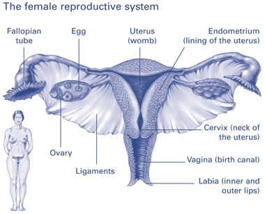 Female Private Part Diagram Vagina Diagram Anatomy My XXX Hot Girl