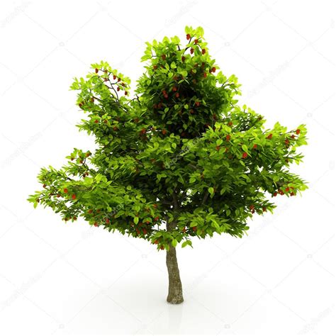 Tree Isolated On A White Background Stock Photo By ©ericmilos 2364477