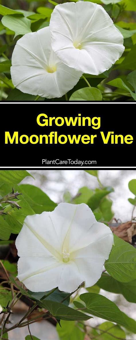 The Moonflower Vine Ipomoea Alba One Of The Easy Care Climbing Vines