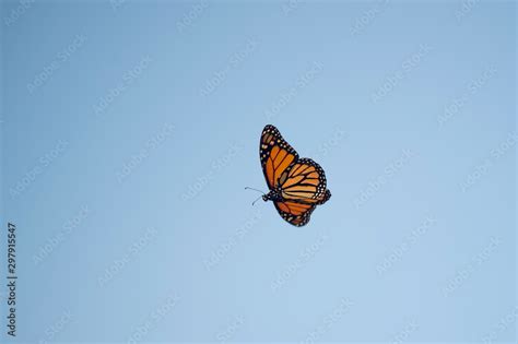 Butterflies Flying In The Sky