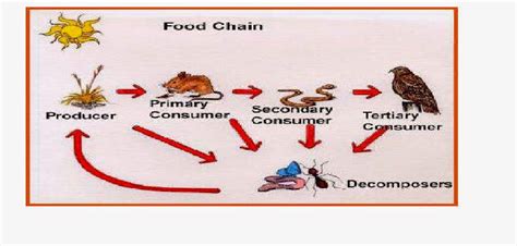 Science Online The Energy Paths Through The Living Organisms In The