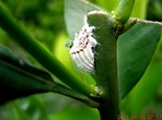 110415劍潭山 埃及吹棉介殼蟲 | 中英名稱：吹綿介殼蟲／Giant coccid 學 名：Icerya parch… | Flickr