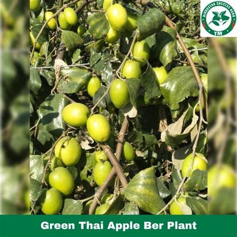 Full Sun Exposure Green Thai Apple Ber Plant For Garden At Rs 12plant